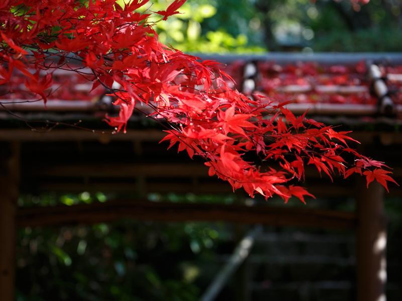 Nakanobo Zuien (Adults Only) โกเบ ภายนอก รูปภาพ